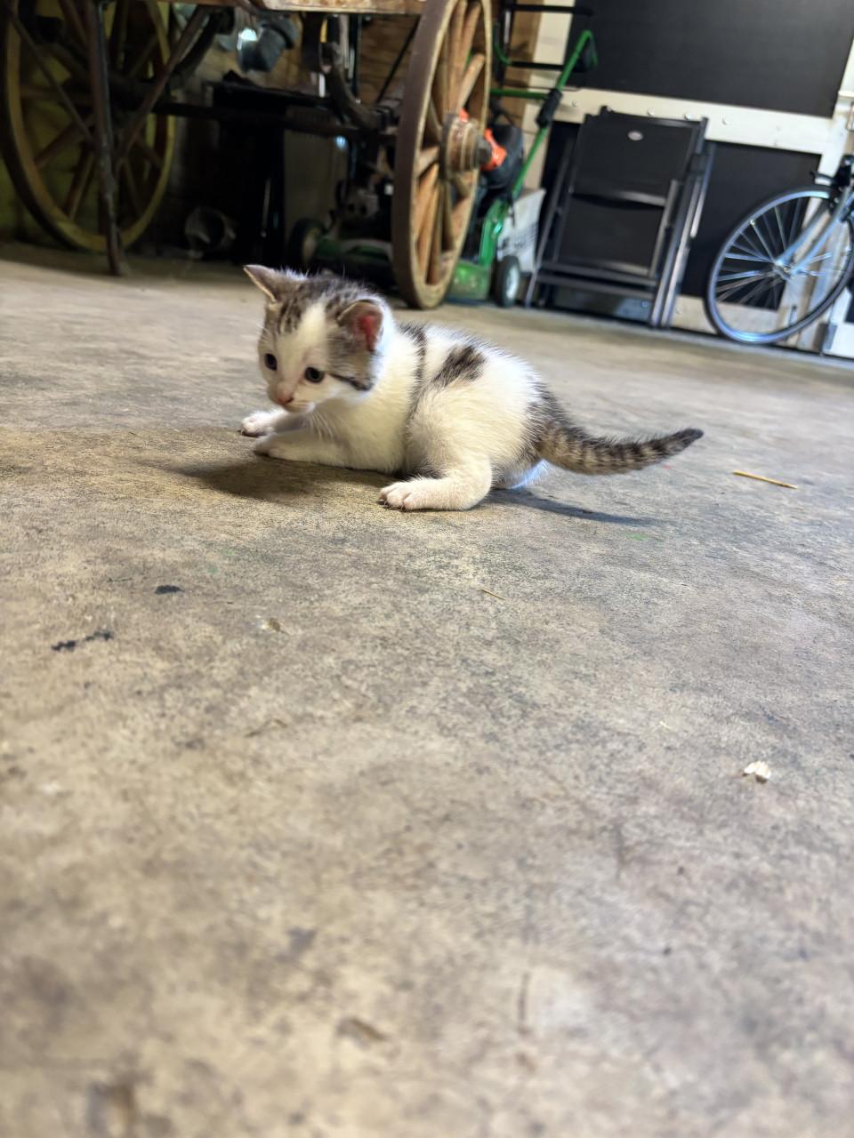 5 boerderij kittens