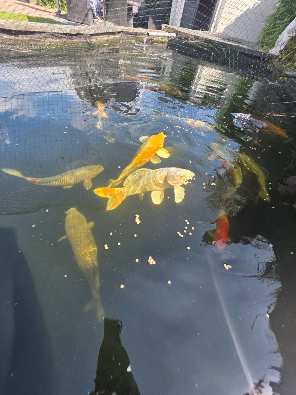 Koi/ karper / vijvervissen