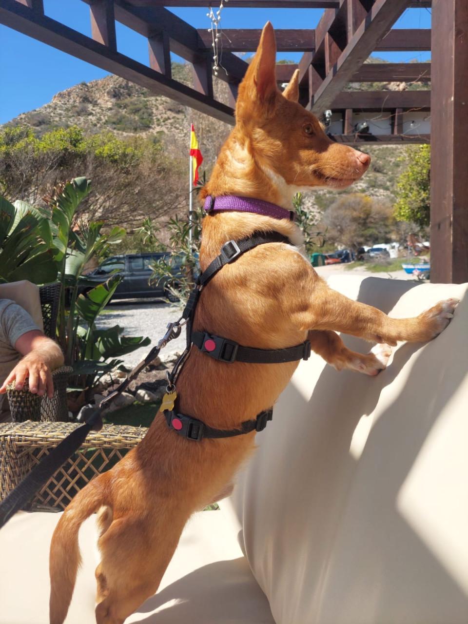 Lennie en Lennox zoeken een lief baasje!