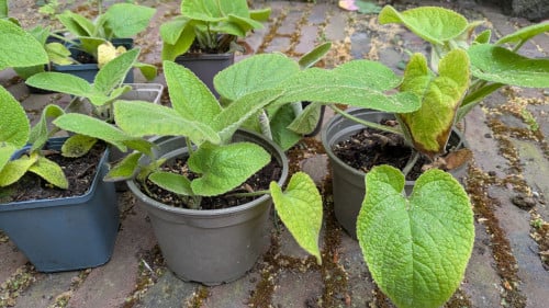 Brandkruid of etagebloem