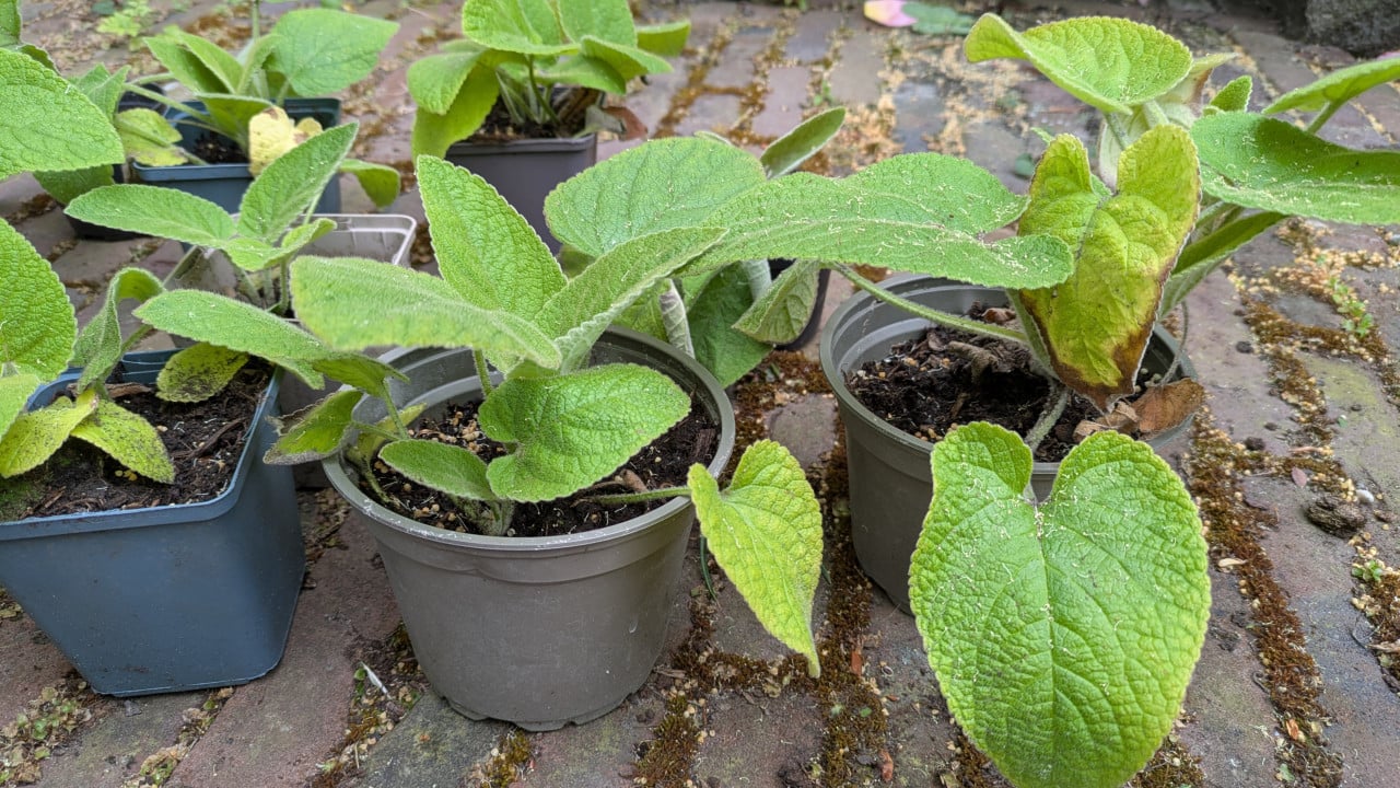 Brandkruid of etagebloem
