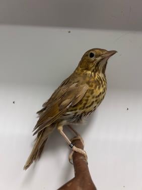 0-1 zanglijster bruin