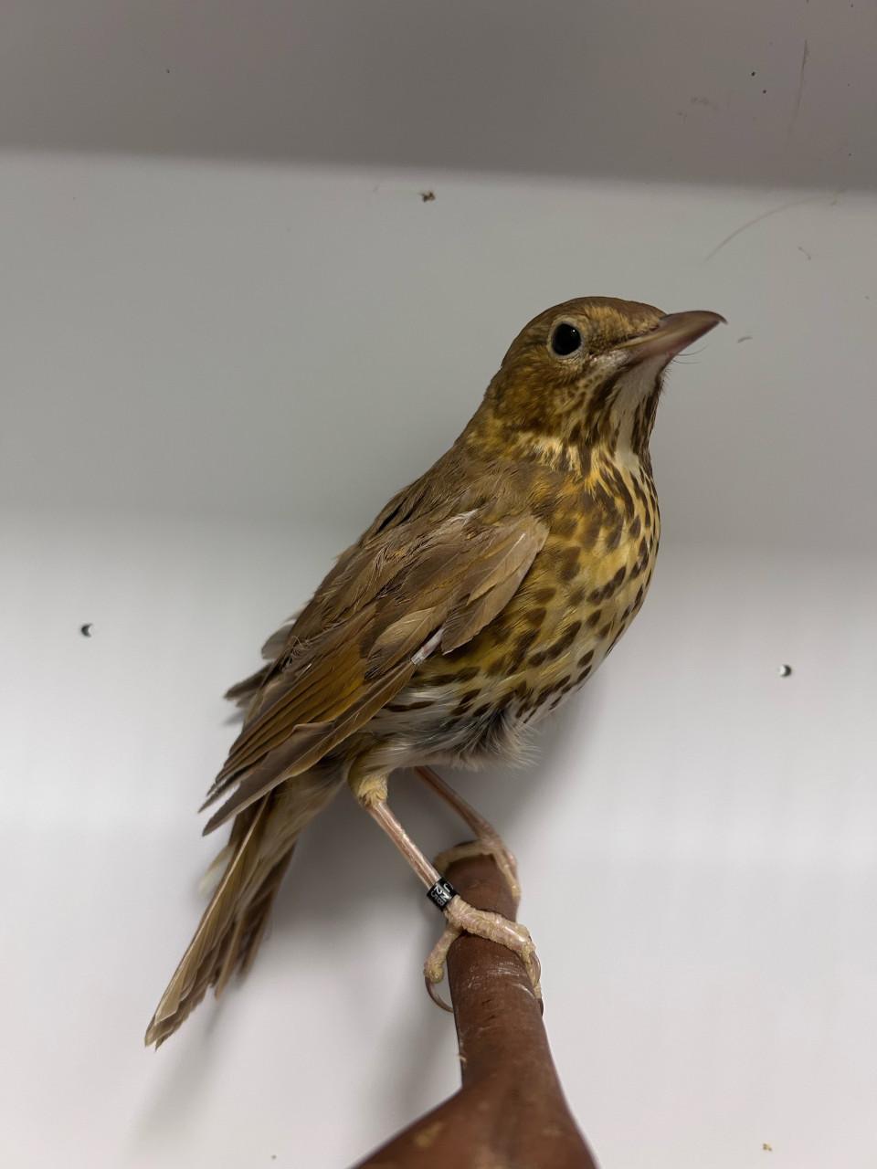 0-1 zanglijster bruin