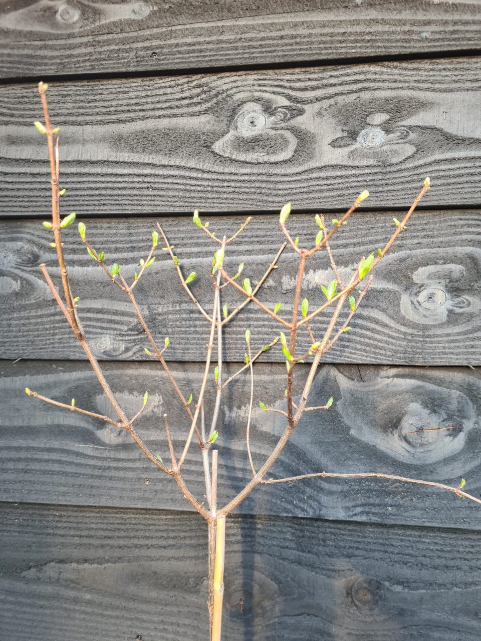 Limelight hortensia op stam