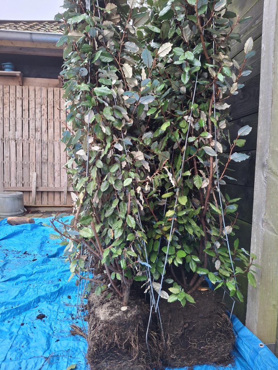 Olijfwilg kant en klaar heg