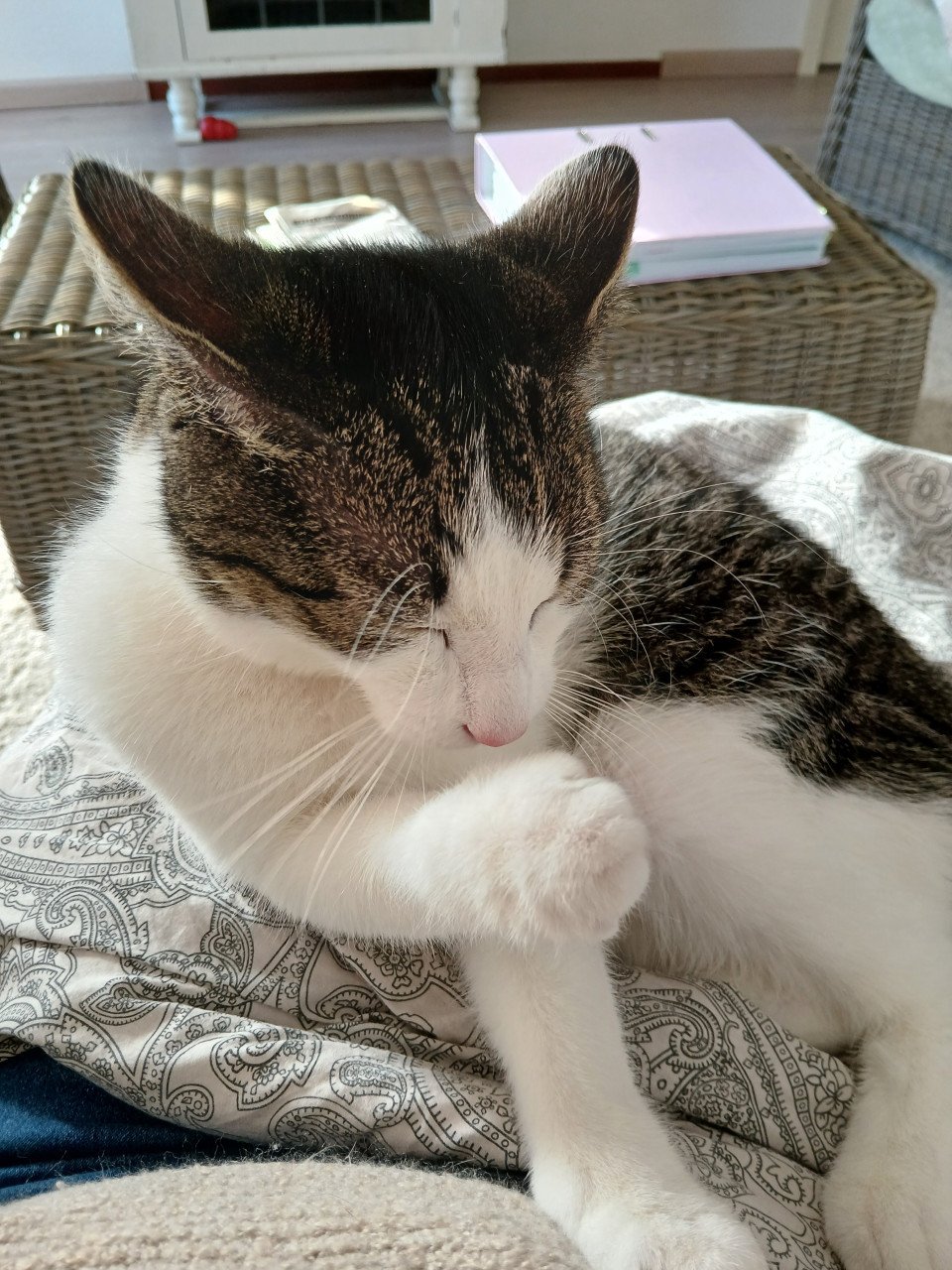 2 katten gecastreerd , gechipped , gevaccineerd , ontwormd