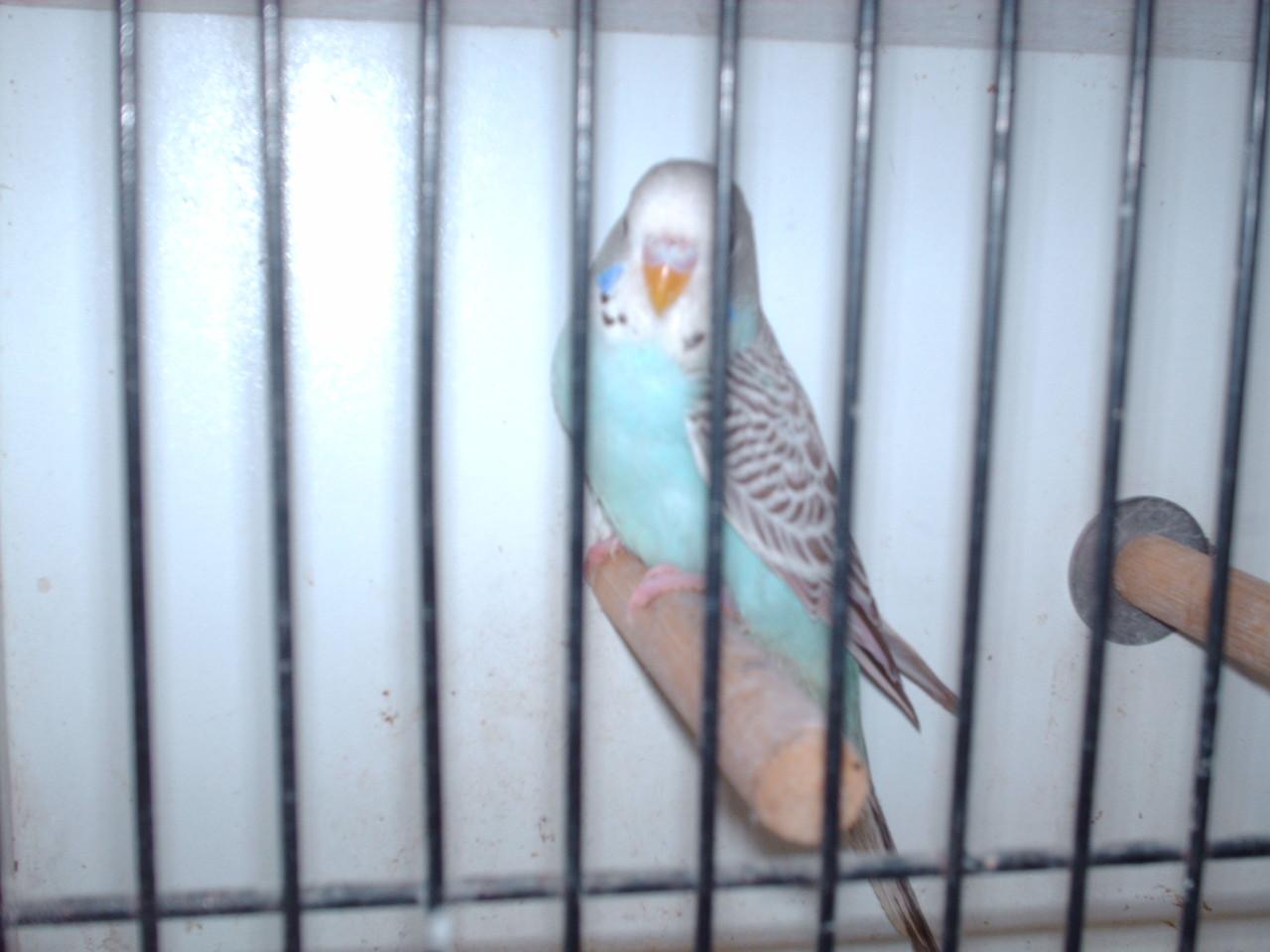 Te koop ; 3 Jonge grasparkieten.