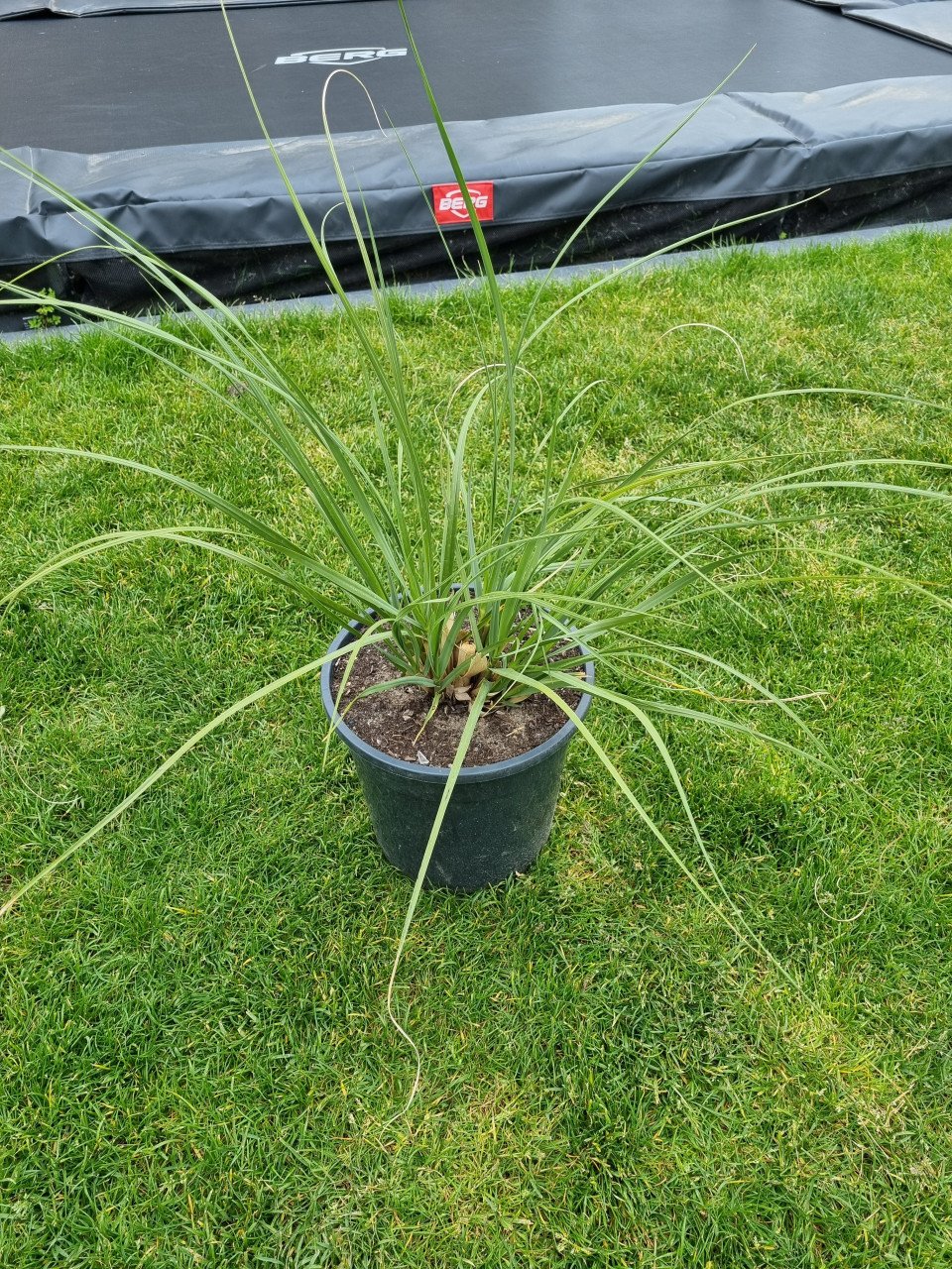Pampasgras (witte pluimen)