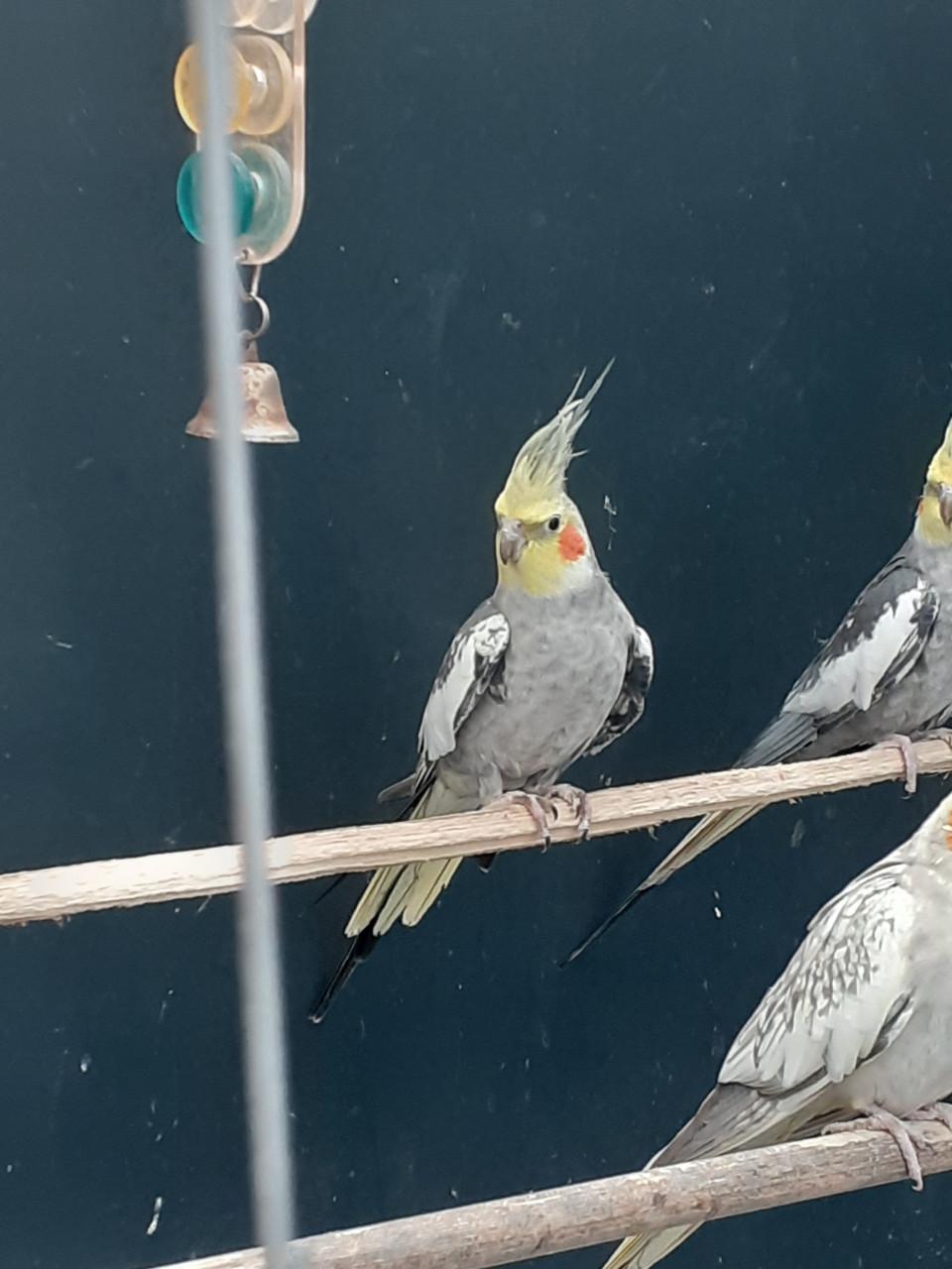 Geparelde valkparkietmannen van 2025