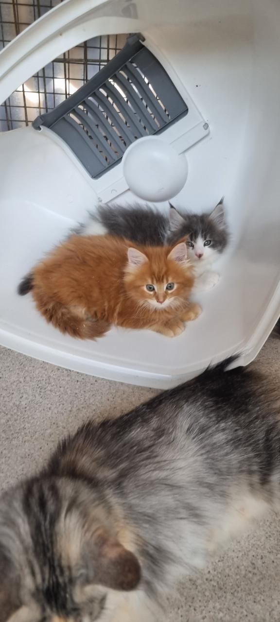 Te koop mooie Maine Coons katertjes