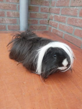Peruvian mannetjes cavia