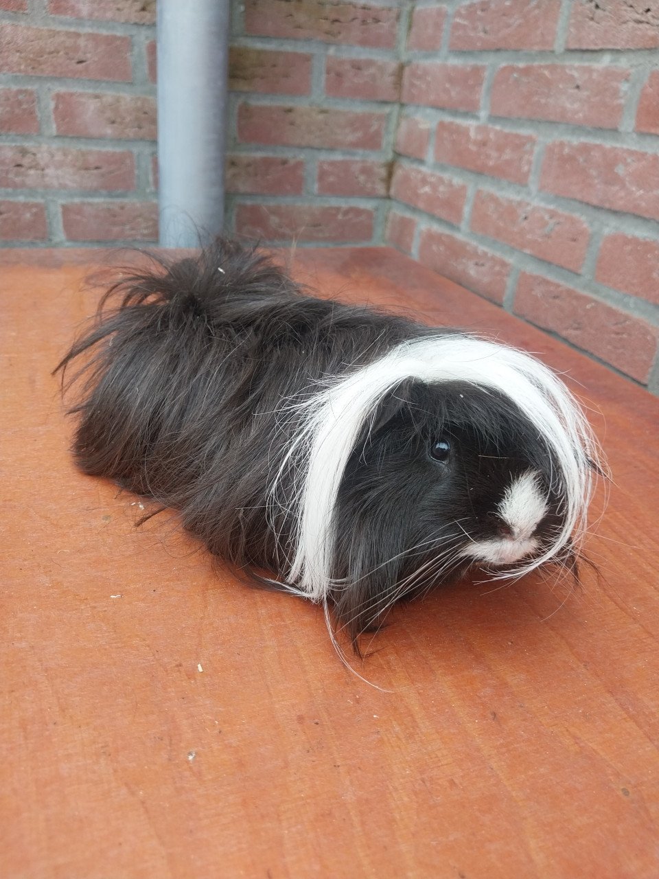 Peruvian mannetjes cavia