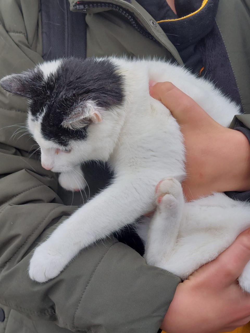 Prachtige jonge poesjes te koop