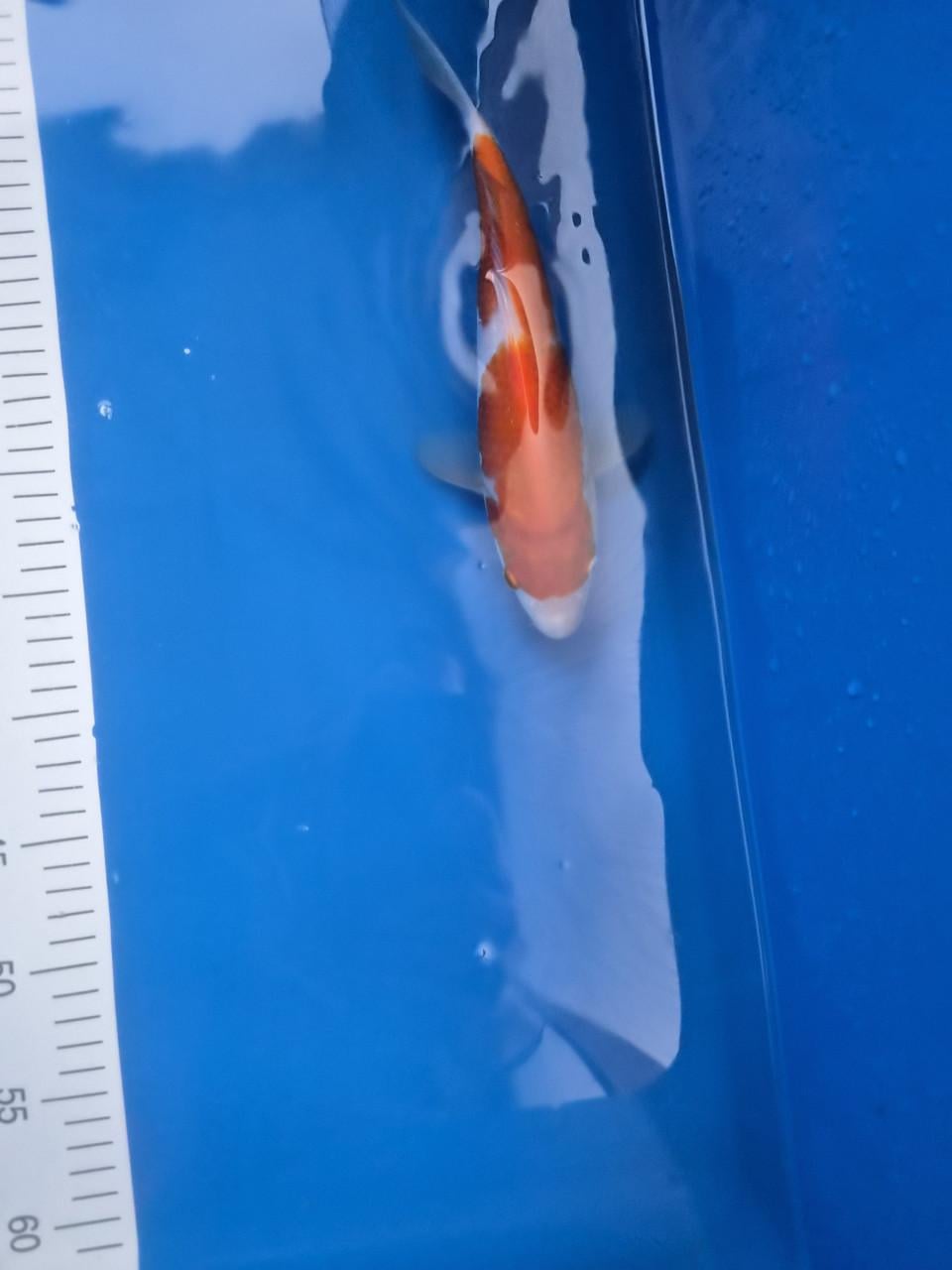 Terneuzen Koi