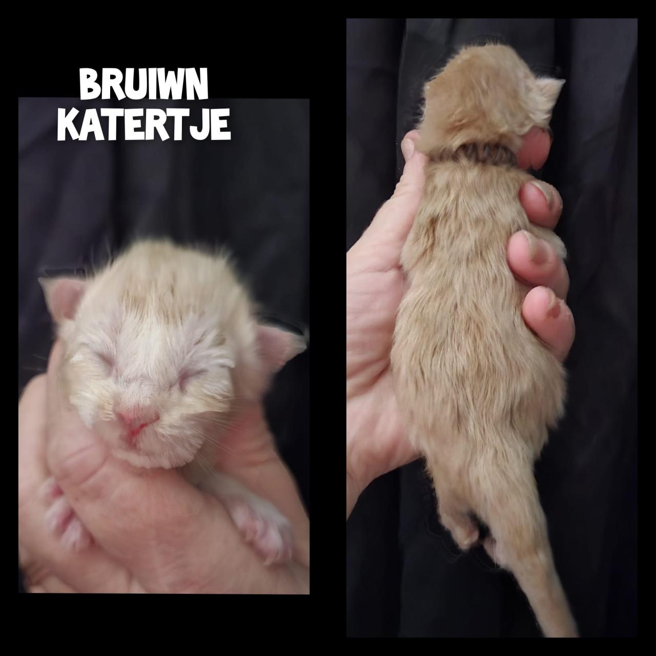 Maine coon kittens met stamboom