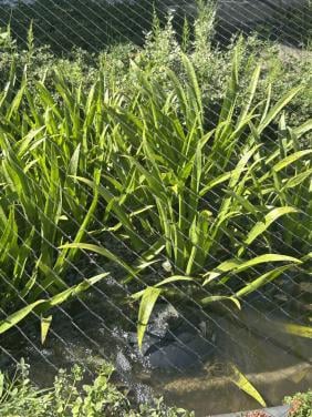 Te koop krabescheer grote plant 4 euro per stuk zelf emmer meenemen