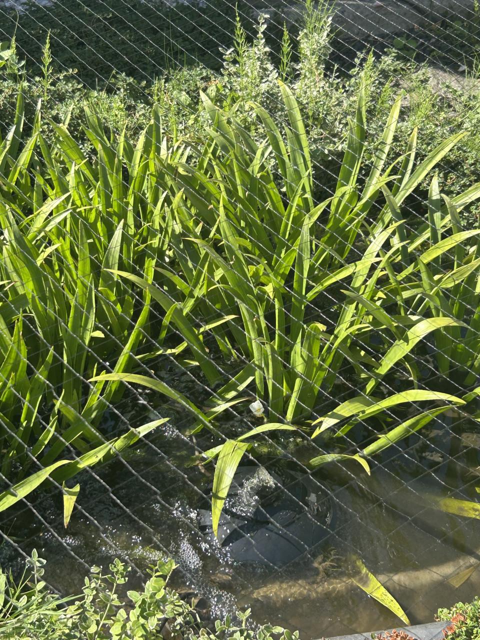 Te koop krabescheer grote plant 4 euro per stuk zelf emmer meenemen