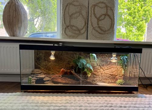 Terrarium inclusief alles en baardagaam