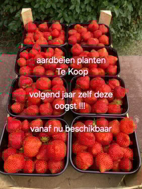 Aardbeienplanten