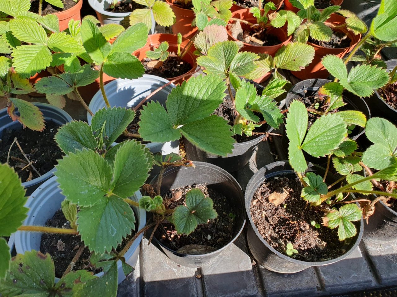 Aardbeienplanten, frambozenplanten en bessenplanten