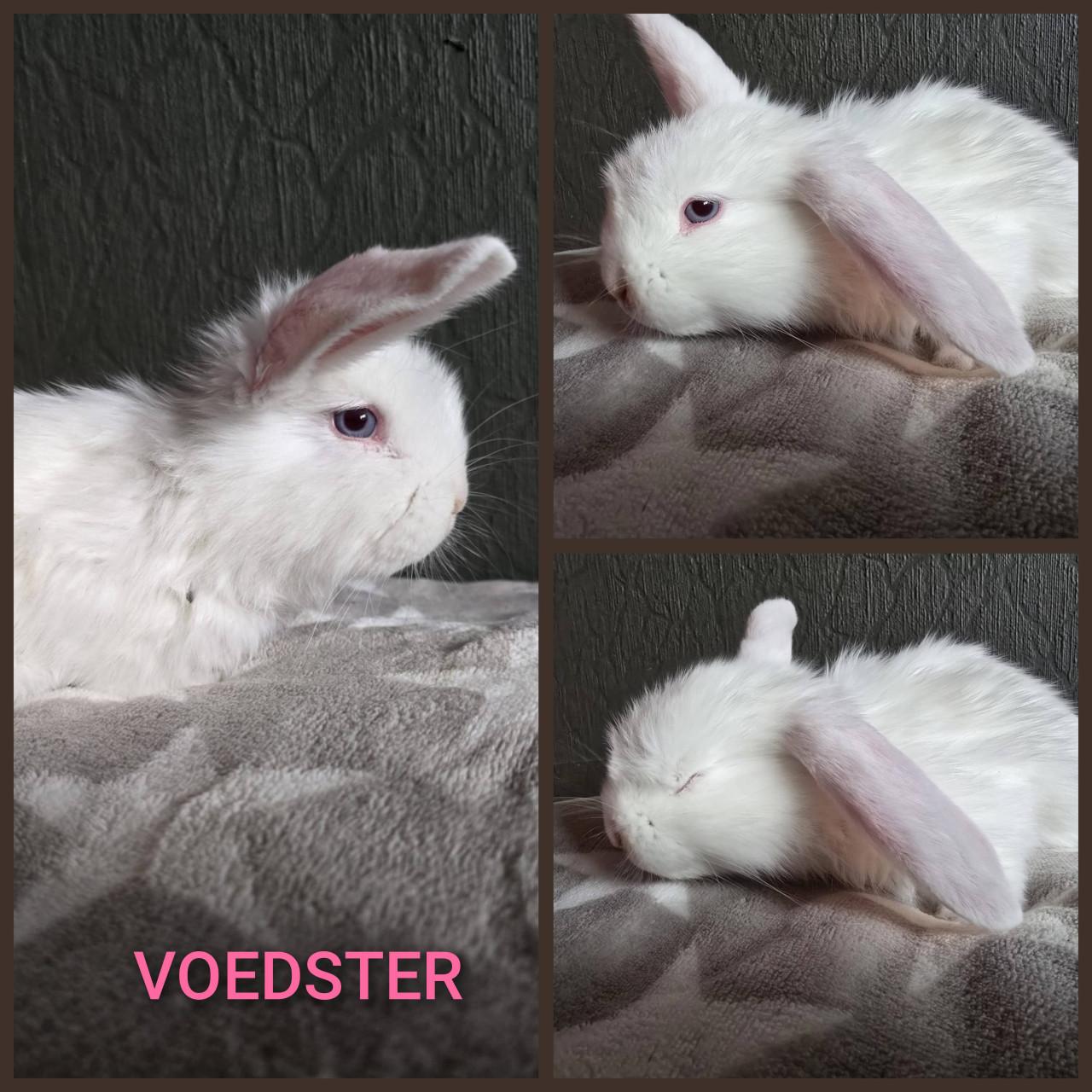 Lieve fransje hangoren