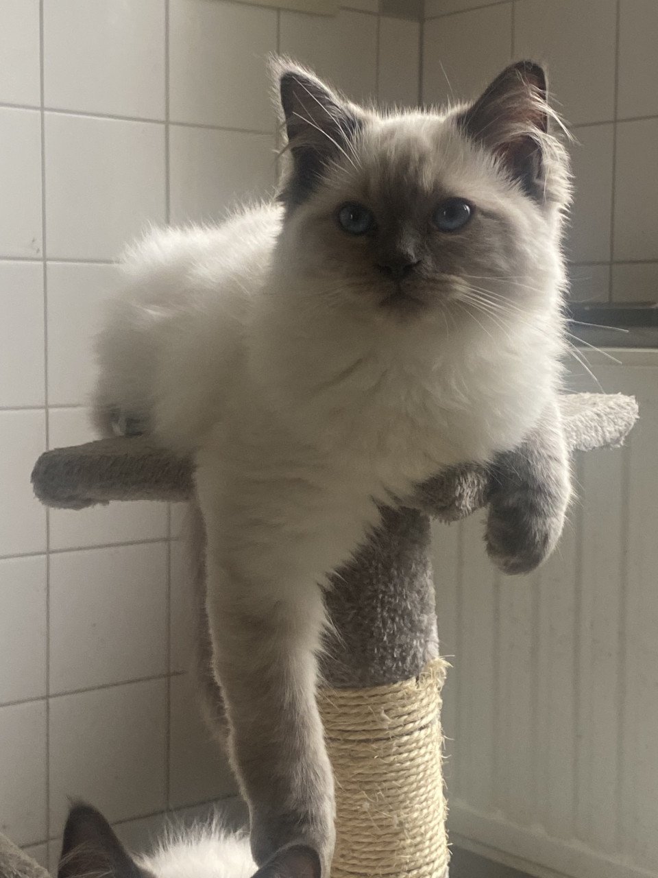 Kittens ragdoll  1 vrouwtje blue points
