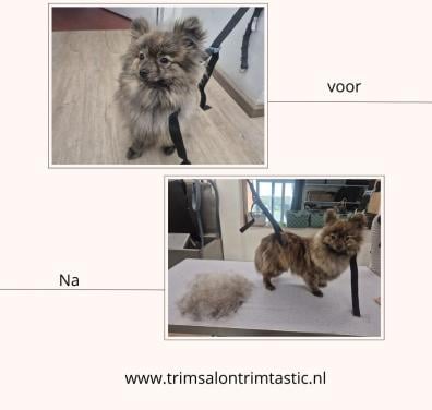 Nieuw in Kapellebrug! Trimsalon Trimtastic