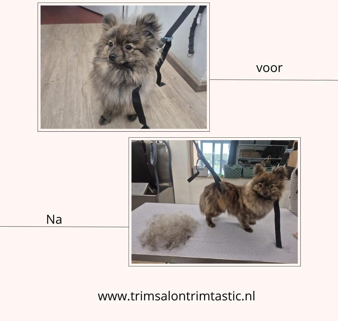 Nieuw in Kapellebrug! Trimsalon Trimtastic