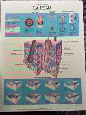 Anatomie kaart ( De huid )