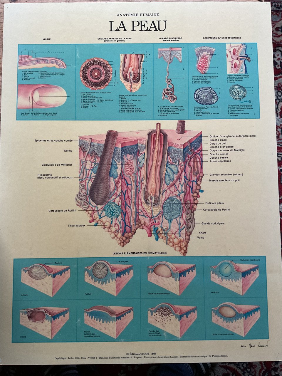 Anatomie kaart ( De huid )