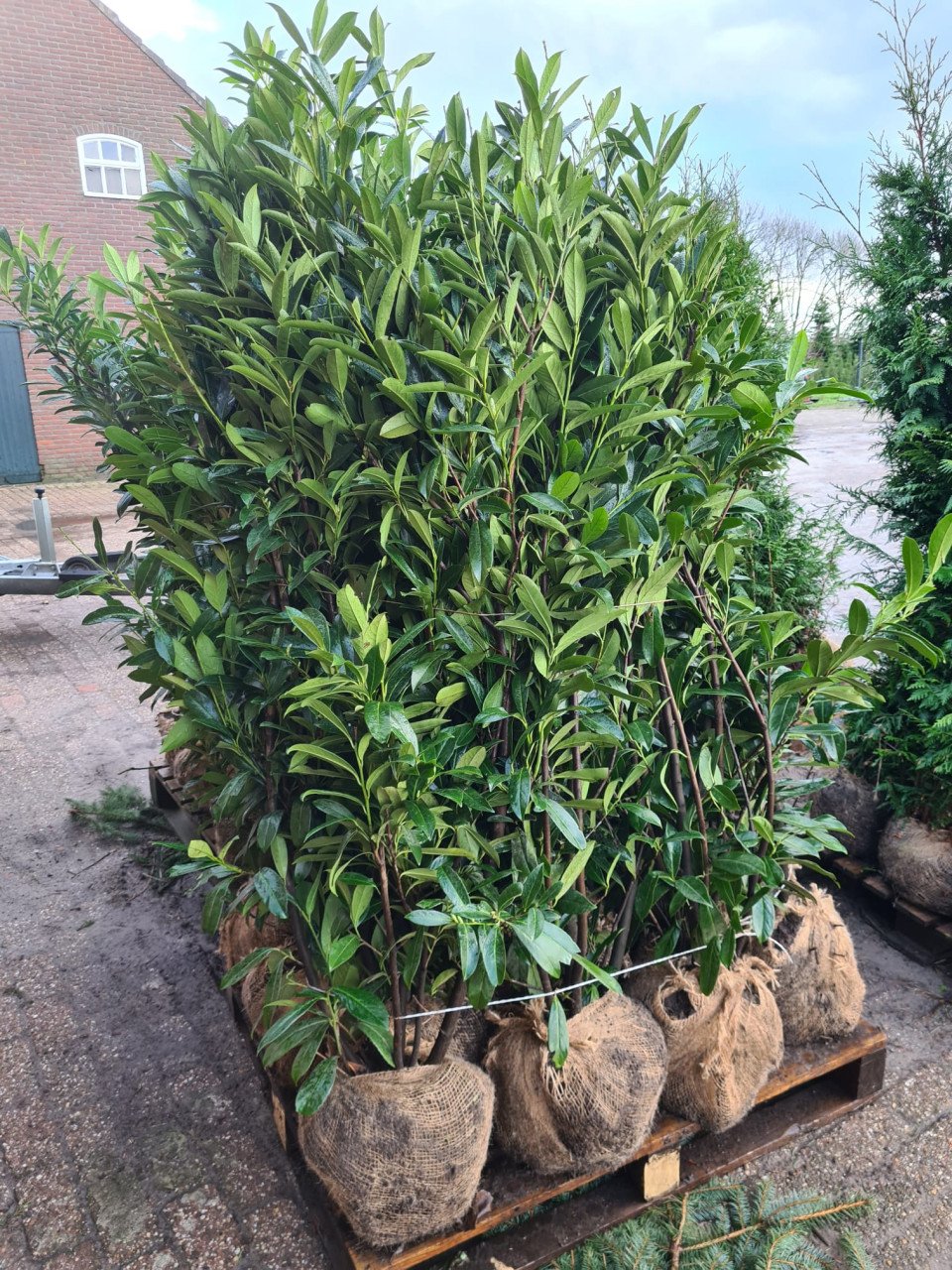 Laurierhaag - Prunus Caucasica weer leverbaar in alle maten