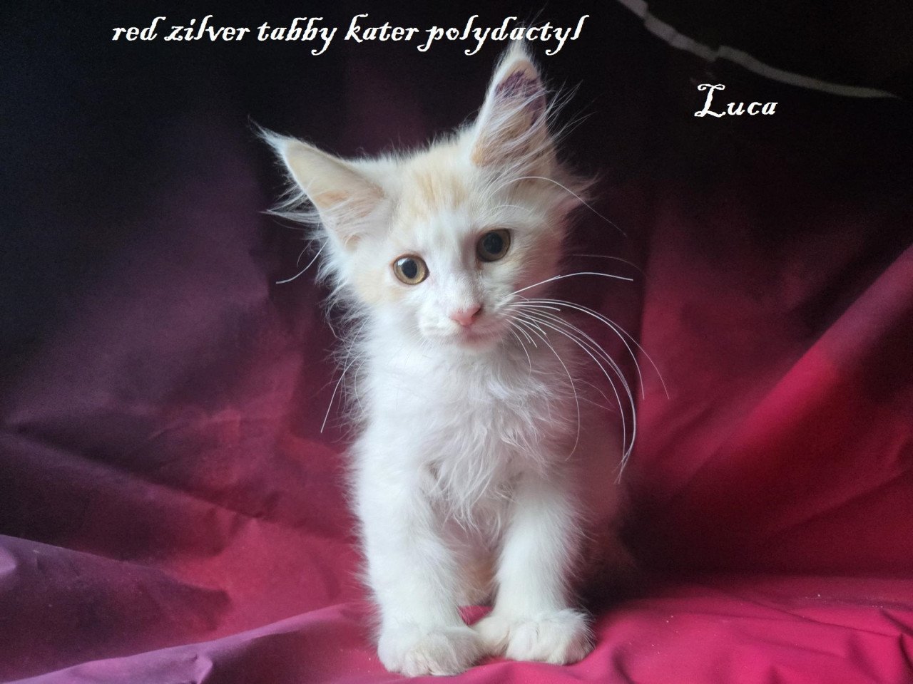 7  prachtige maine coon kittens met stamboom
