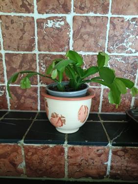 Jonge gezonde lidcactus plantjes