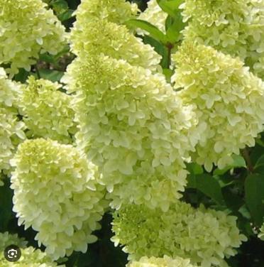 Pluimhortensia Limelight