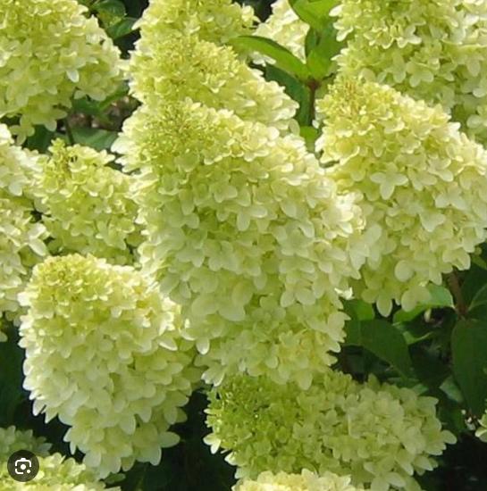 Pluimhortensia Limelight