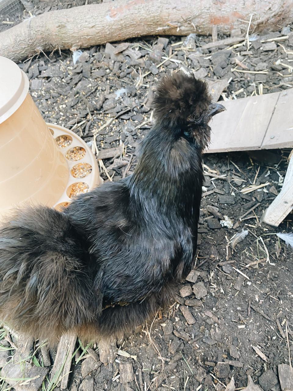 3 Silkie hennen Gratis op te halen