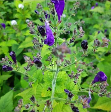 Strobilanthes bijzonder
