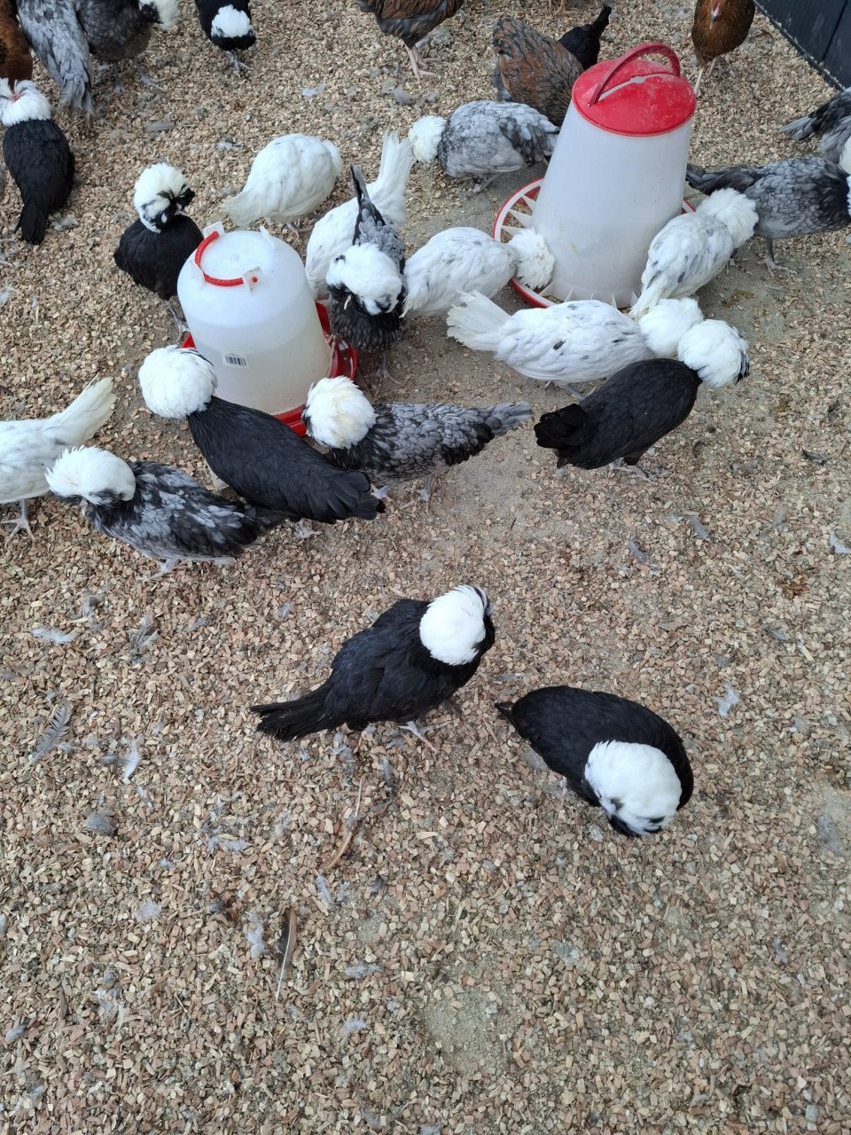Kippen met kuifjes