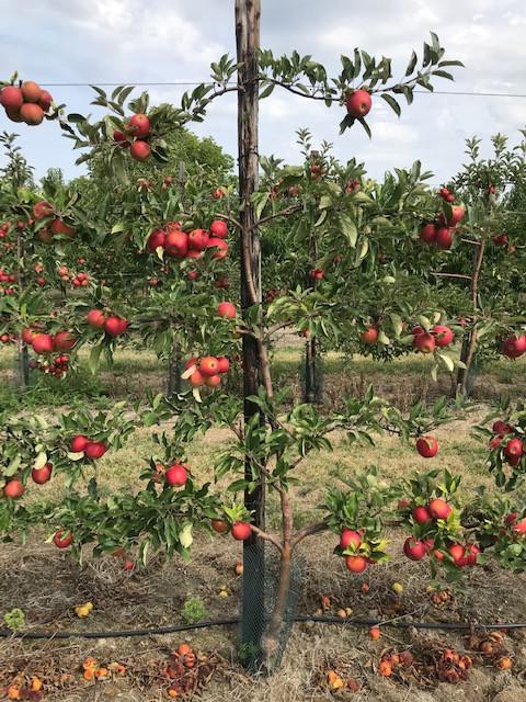 Fruitbomen in leivorm / Leibomen / Appel
