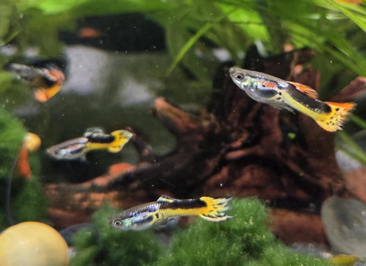 Guppy's