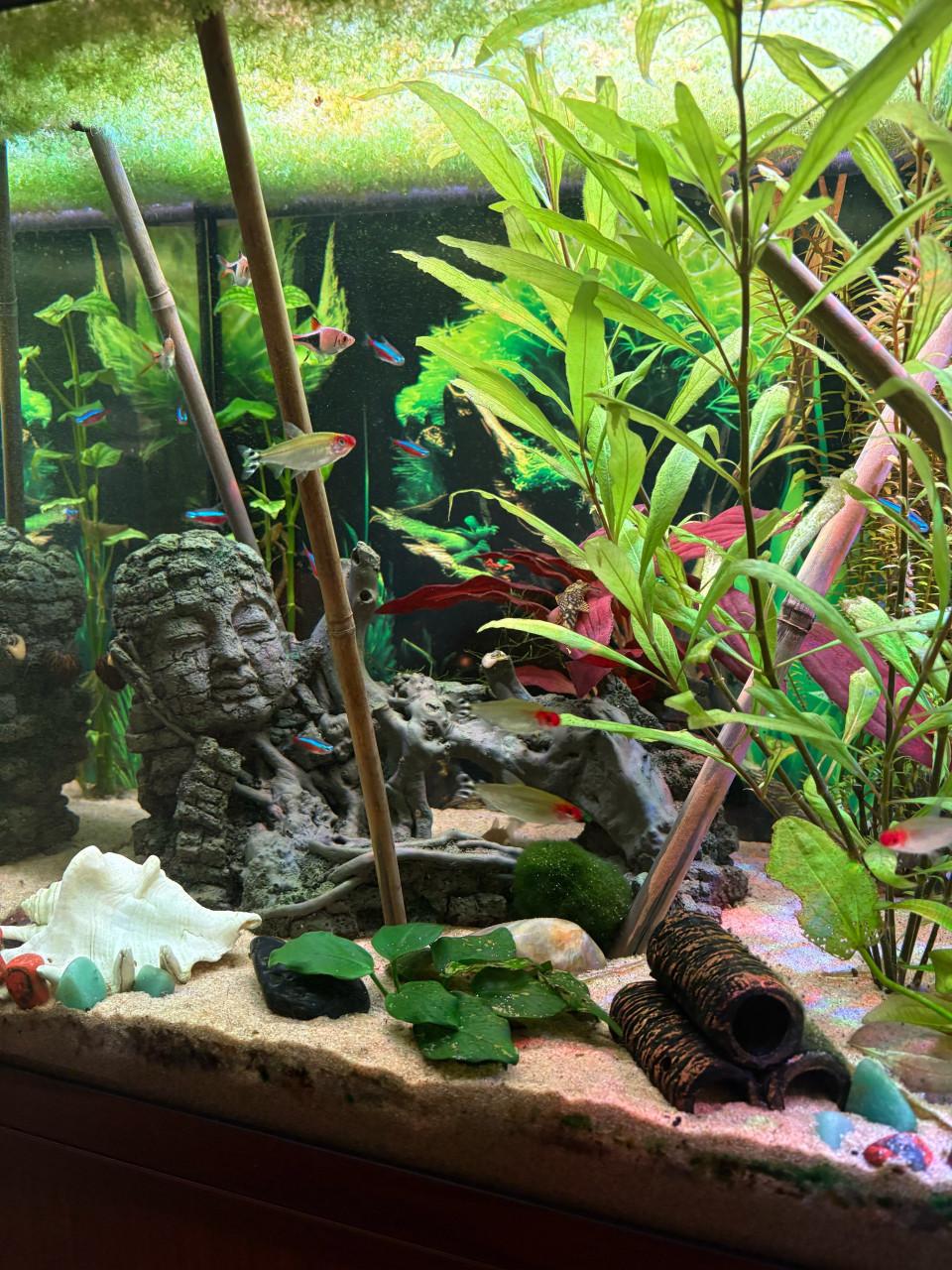 Juwel 120 liter aquarium incl. Vissen en toebehoren