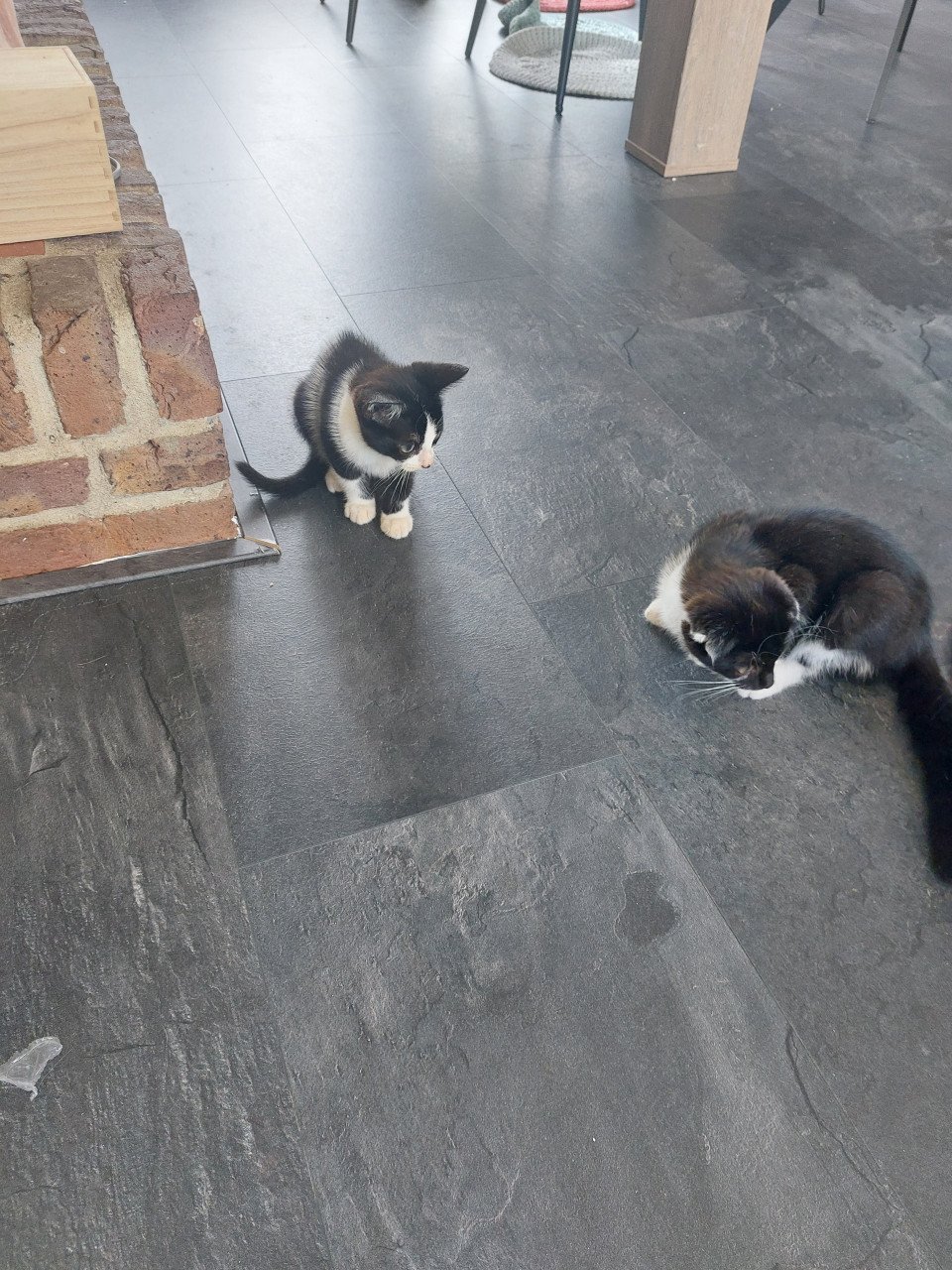 Katertjes