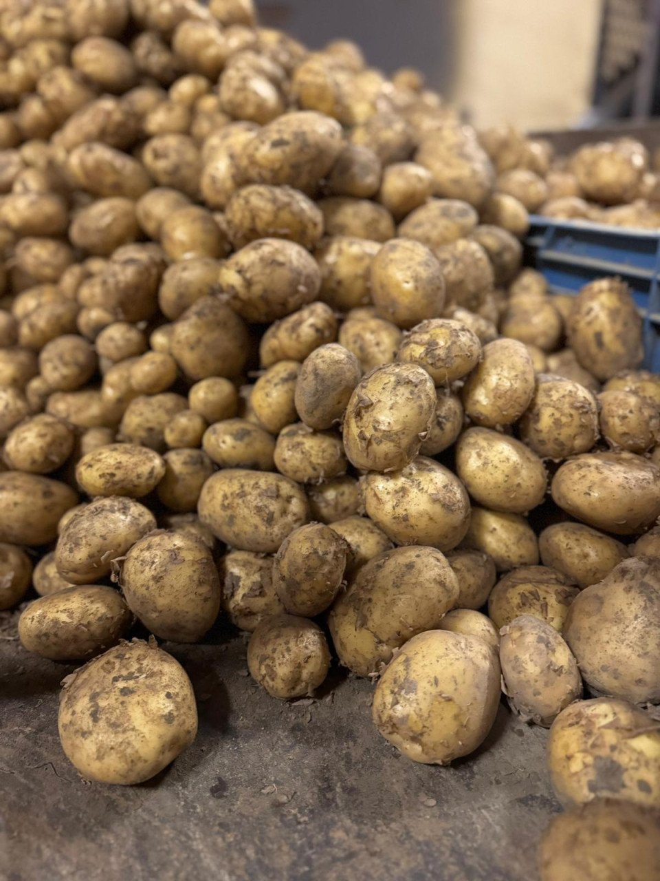 Frieslanders TE KOOP - puur en met de hand geoogst