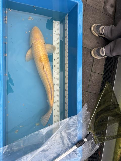 Gele Koi ( Kikoi )