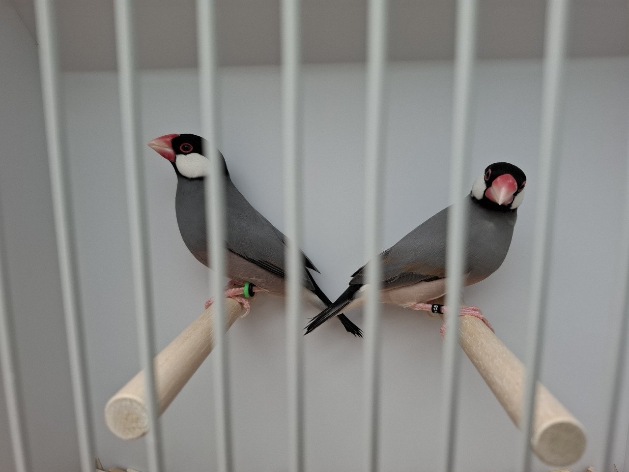 Rijstvogels