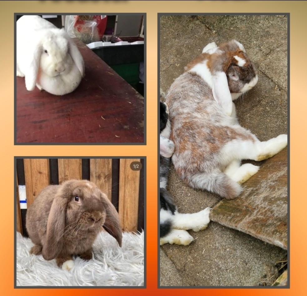 Lieve fransje hangoren