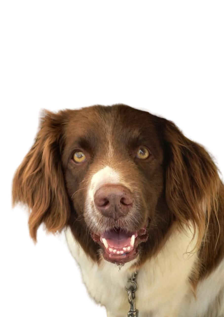 Portret van je favoriete huisdier - KENNISMAKINGSTARIEF FEBRUARI!!