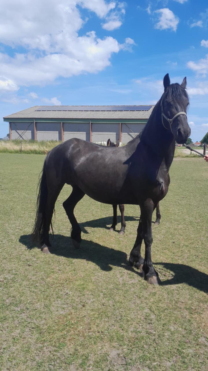 4-jarige Friese stamboekmerrie
