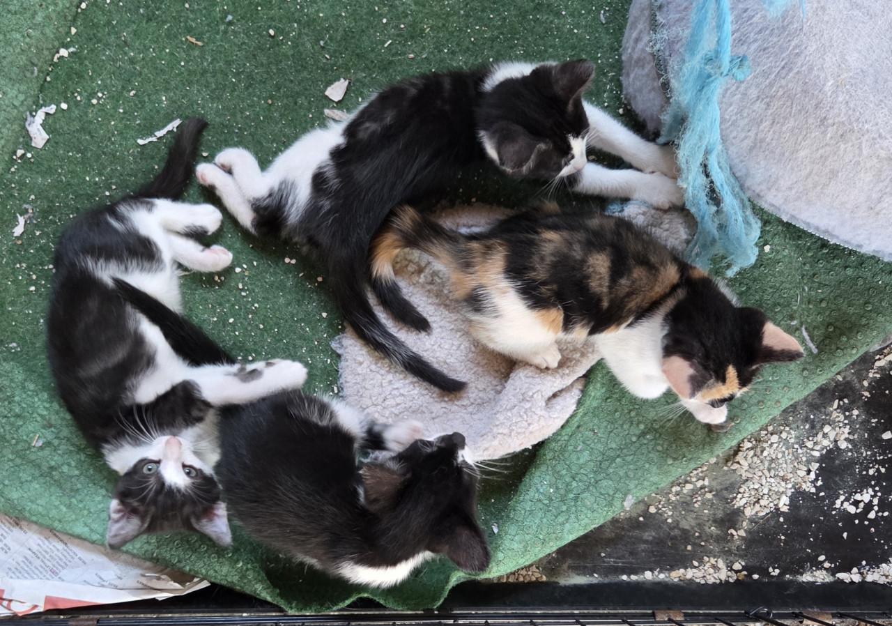 Kittens