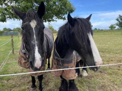 Gezocht stalling voor 2 paarden